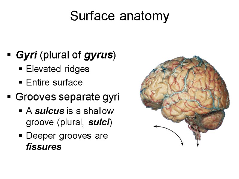 Surface anatomy   Gyri (plural of gyrus) Elevated ridges Entire surface Grooves separate